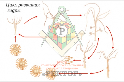 Кракен сайт ссылка онлайн